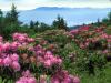 Rhododendrons, Roan Mountain, North Carolina